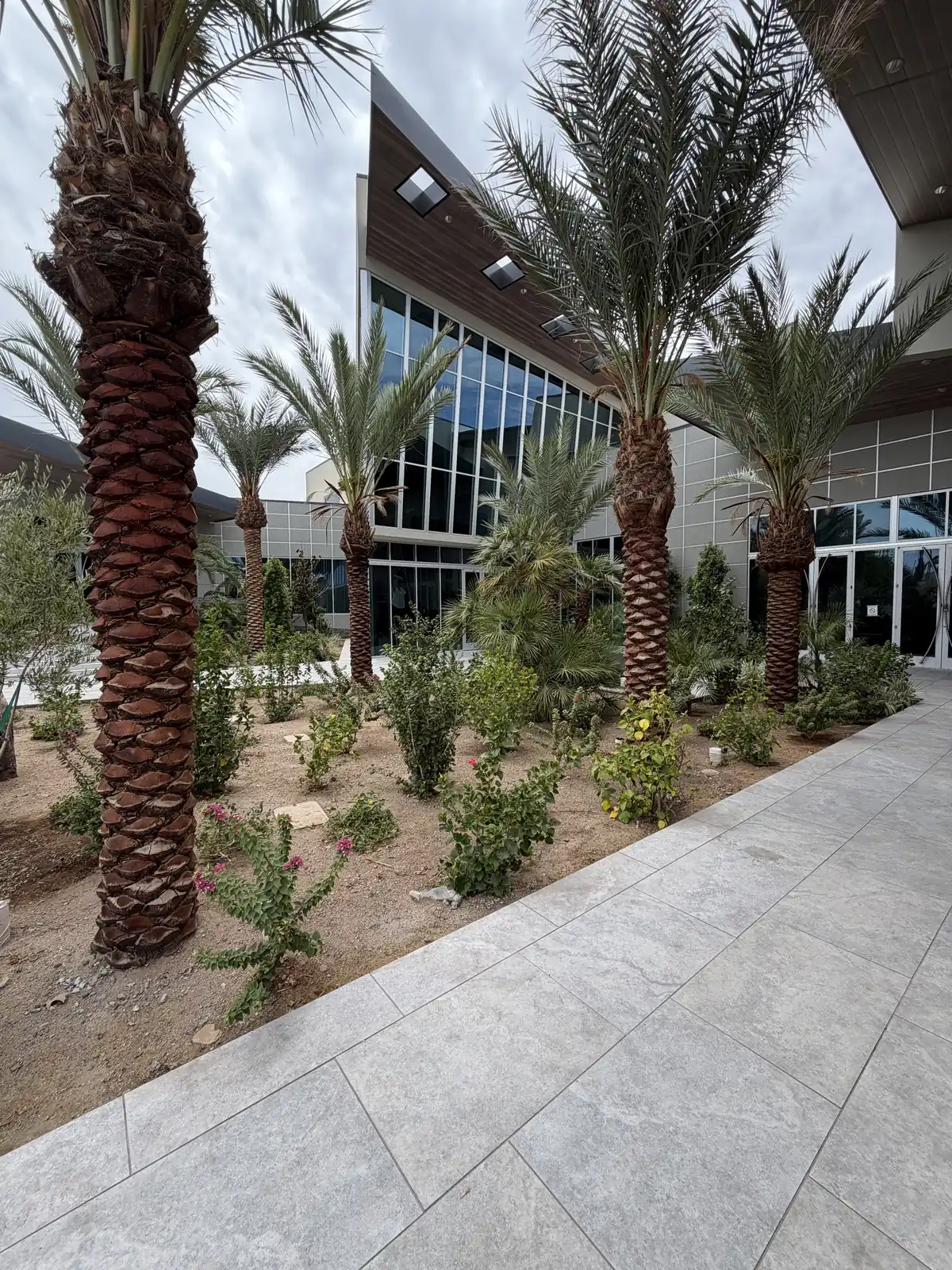 Landscaped courtyard with date palms in front of a modern commercial building with large glass window walls in the Phoenix Valley